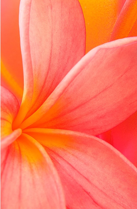 Close-up of vibrant pink flower petals.