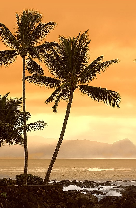 Tropical sunset with palm trees and ocean waves.