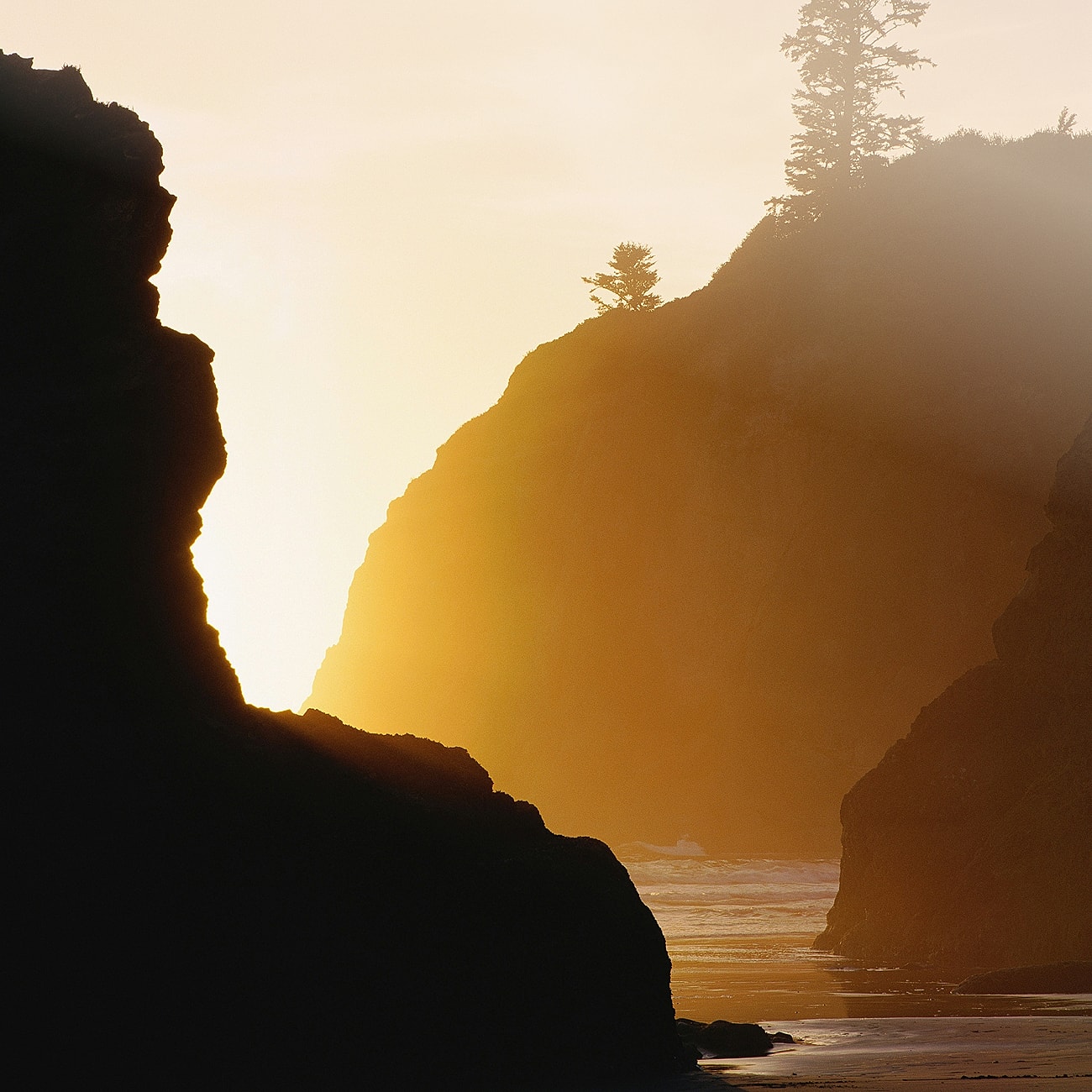 Golden sunset illuminating coastal cliffs and trees.